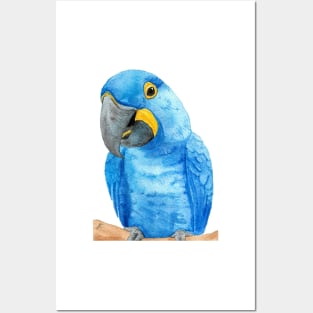 hyacinth macaw watercolor bird parrot painting Posters and Art